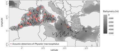 Summer distribution of the Mediterranean sperm whale: insights from the acoustic Accobams survey initiative